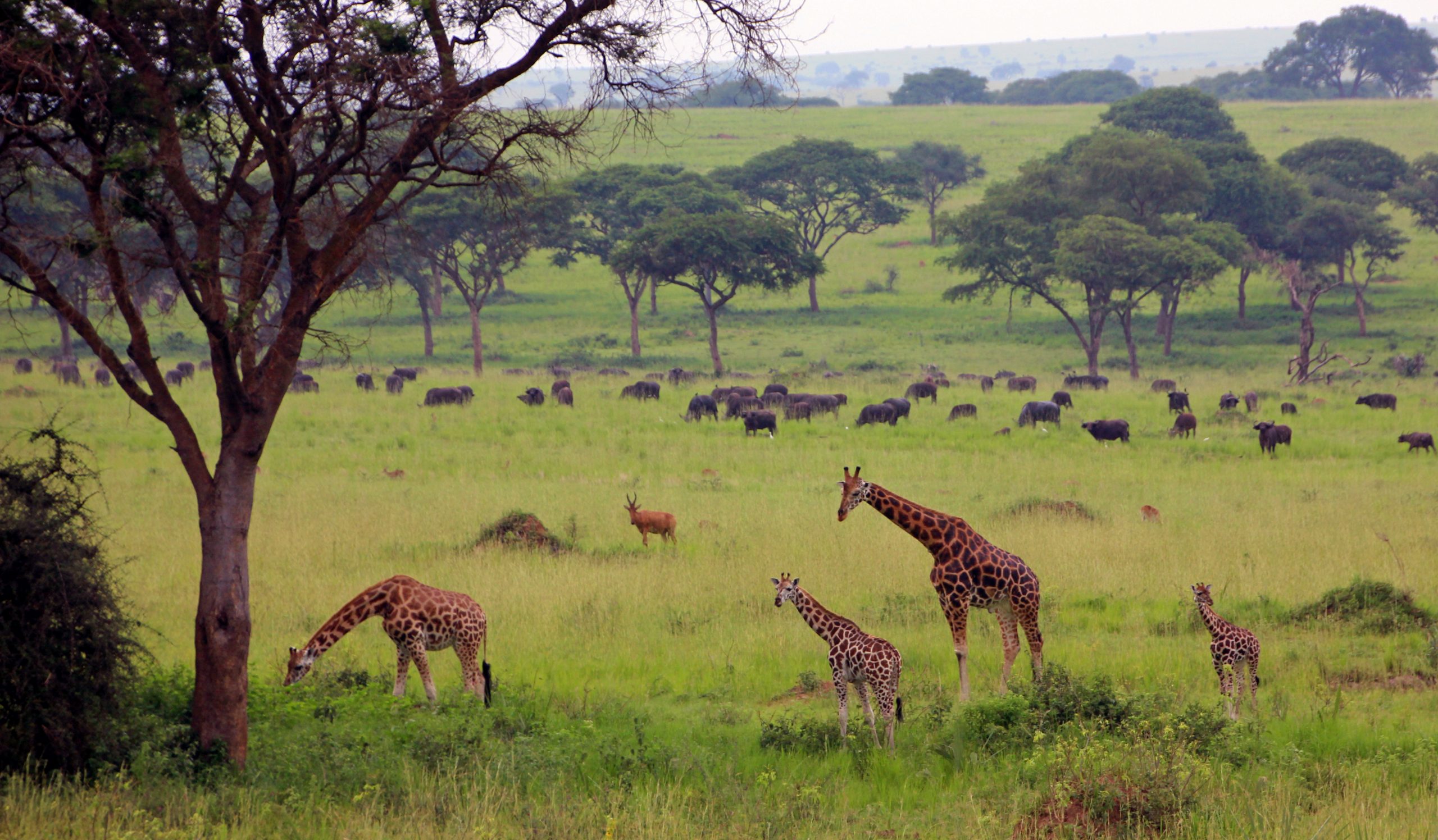 Tanzania best wildlife safari