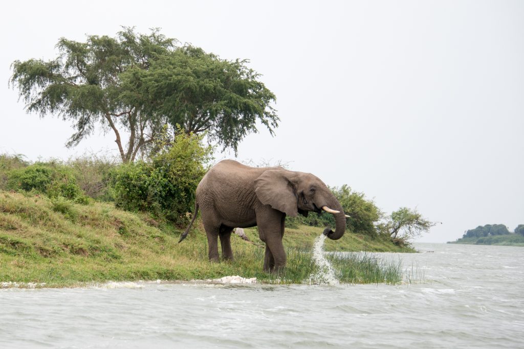 Elephant @ The Queen Elizabeth National Park (QENP)