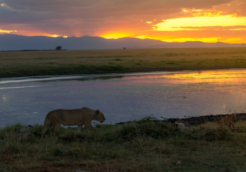 Tanzania & Kenya safaris