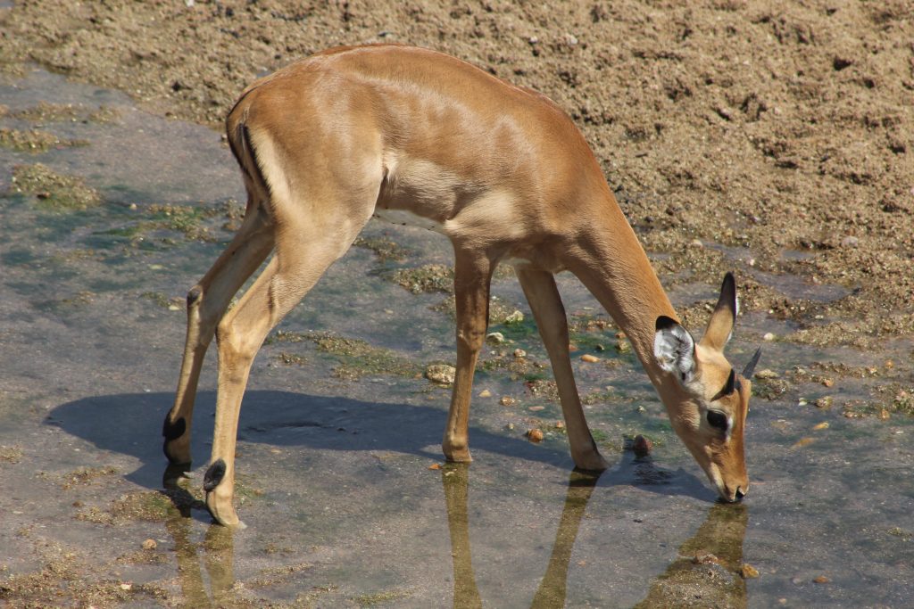 Impala